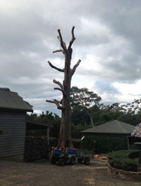 Specialised Property Services Tree Removal | Arborist | Tree Surgeon | Nowra | Specialised Property Services | Brett Heyligers | Shoalhaven Tree Services | Nowra Tree Removal |  Stump Grinding | Site Clearing